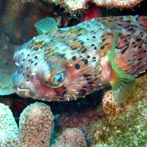 Porcupinefish