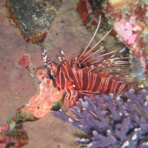 Lionfish