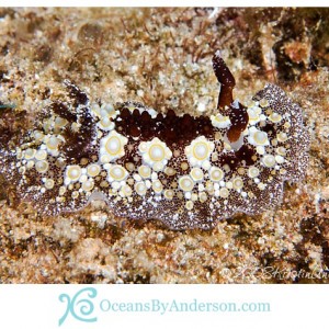 Hoplodoris estrelyado