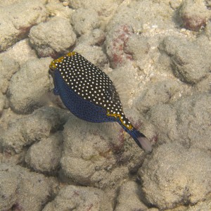 Male Spotted Boxfish