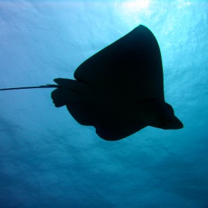 Underside of Eagle Ray