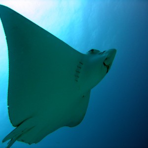 Underside of Eagle Ray