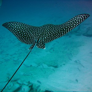 Eagle Rays at C 55