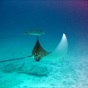 Eagle Rays at C 55