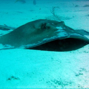 Sting Ray