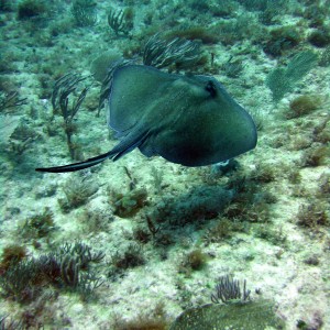 Another Sting Ray