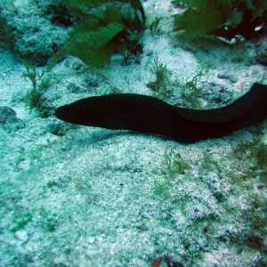 Shy Moray