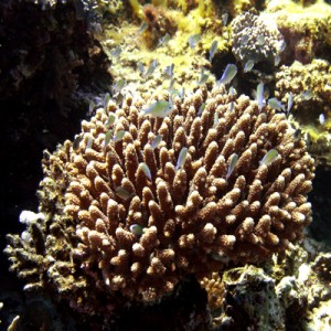 Acropora_coral_with_Red_Sea_Dascyllus1