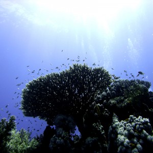 Acropora_table_coral