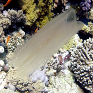 Comb_jelly