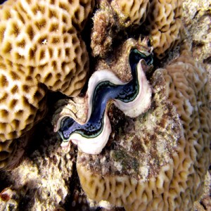 Common_giant_clam_2