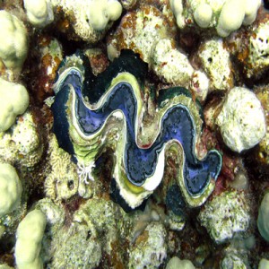 Common_giant_clam