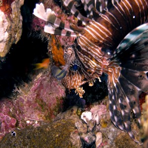 Common_lionfish