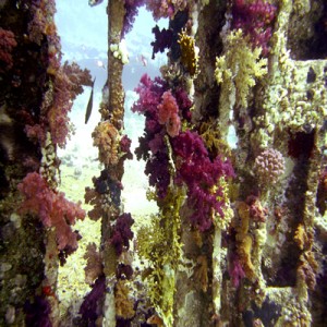 Corals_on_wreck