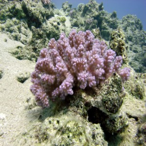 Finger_coral_-_Pocillopora_verrucosa