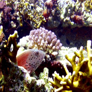 Freckled_hawkfish_resting