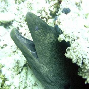 Giant_moray_2