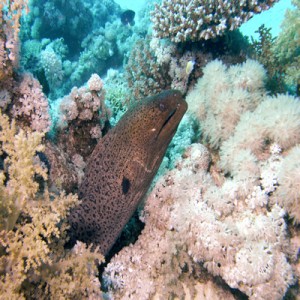 Giant_moray2