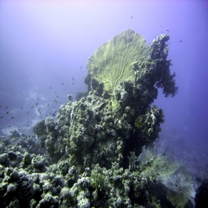 Giant_sea_fan_and_reef