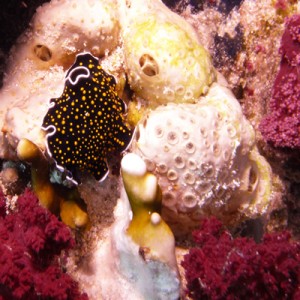 Gold_dotted_flatworm