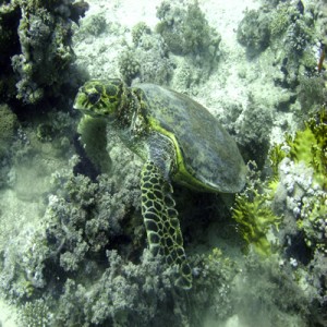 Hawksbill_turtle_31