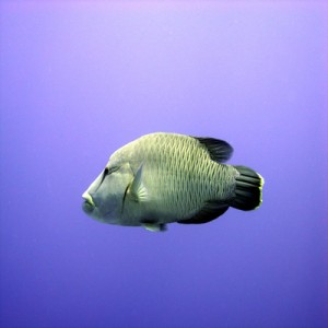 Napoleon_wrasse_in_blue