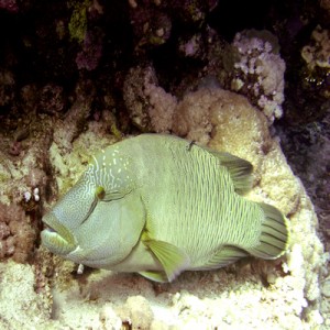 Napoleon_wrasse_in_reef