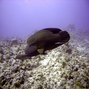 Napoleon_wrasse2