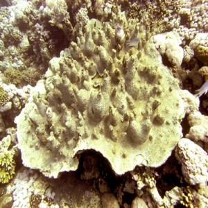 Podobacia_crustacea