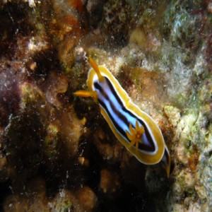 Pyjama_chromodoris