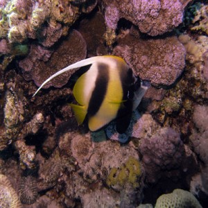 Red_Sea_Bannerfish