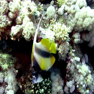 Red_Sea_bannerfish_2