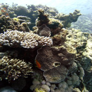 Reef_scene_with_Acropora_coral_and_Castle_coral