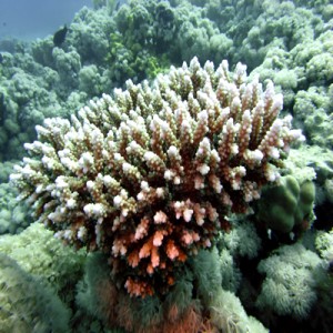 Reef_scene_with_Acropora_humilis_2