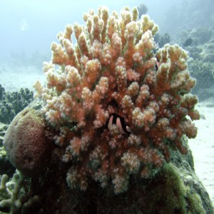 Reef_scene_with_Acropora_lamarcki_2