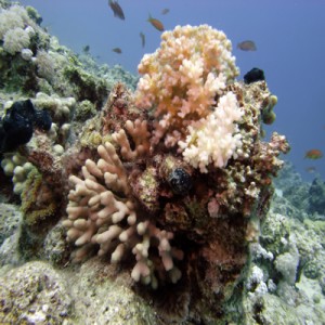 Reef_scene_with_Acropora_lamarcki