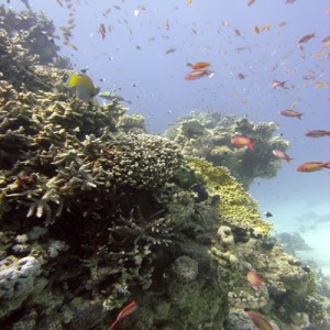 Reef_scene_with_antheas_and_Acropora