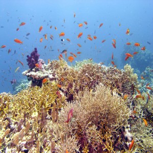 Reef_scene_with_coral_and_antheases_2