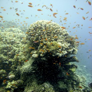 Reef_scene_with_Oman_antheases_and_Acropora_coral