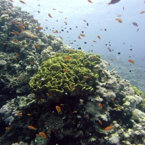 Reef_scene_with_Oman_antheases_and_Leafy_cup_coral