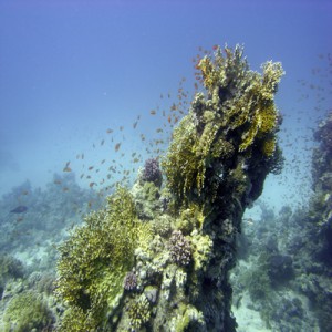 Reef_scene_with_fire_coral_and_antheases