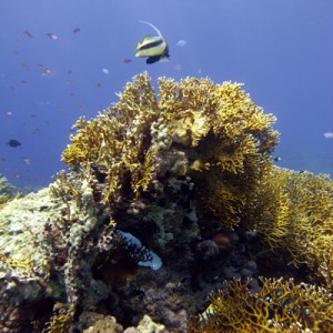 Reef_scene_with_fire_coral_and_bannerfish