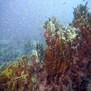 Reef_scene_with_glassfish