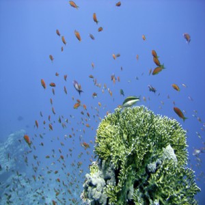 Reef_scene_with_hawkfish_and_antheases