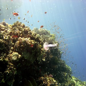 Reef_scene_with_jellyfish