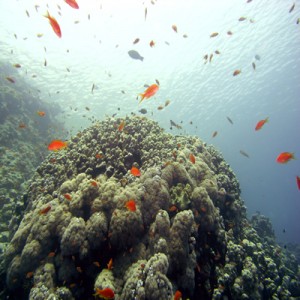 Reef_scene_with_Oman_antheases_and_Porites_coral