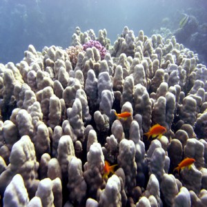 Reef_scene_with_Porites_coral_and_antheas_2