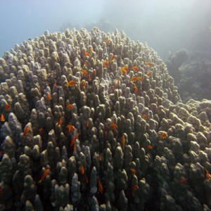 Reef_scene_with_Porites_coral_and_antheas