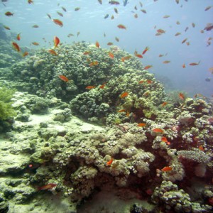 Reef_scene_with_oman_antheases