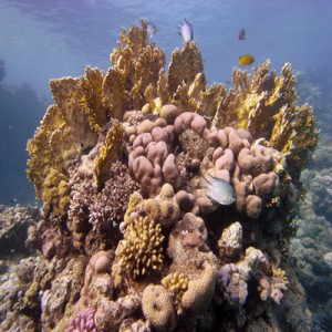 Reef_scene_with_protes_coral_and_fire_coral